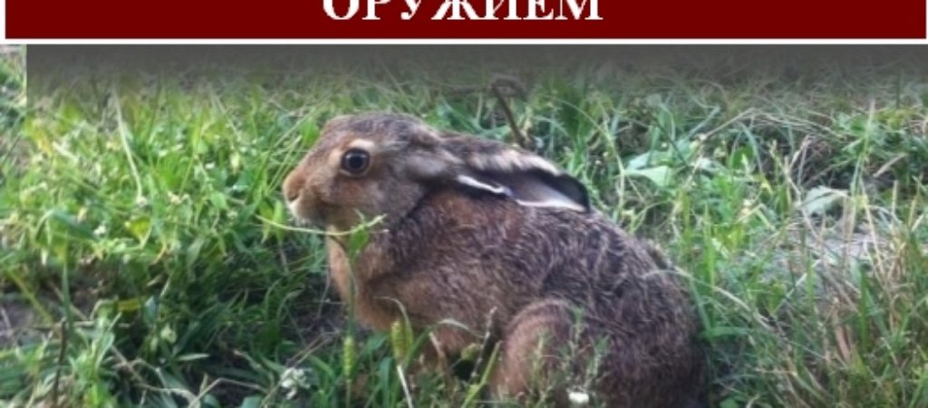 Охота на зайца с нарезным оружием