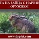 Охота на зайца с нарезным оружием