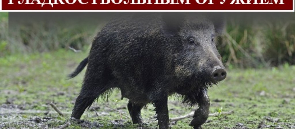 Охота на кабана с гладкоствольным оружием