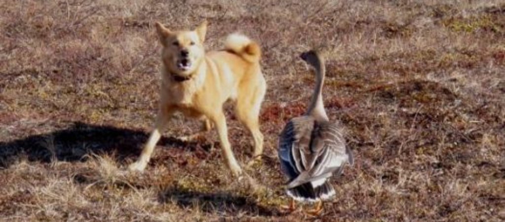Охота с собаками на гусей