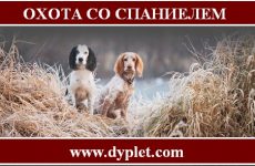 Охота со спаниелем на зайца