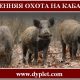 Осенняя охота на кабана