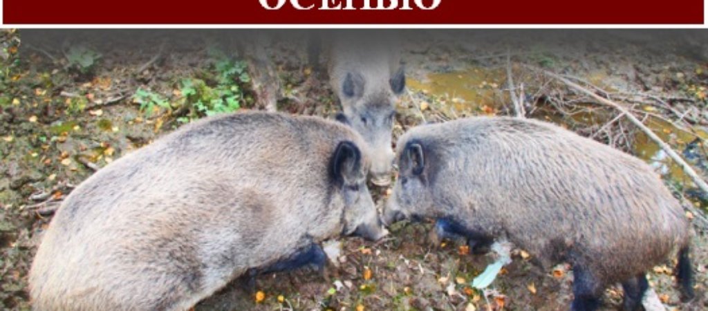 Охота на кабана с подхода осенью