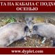 Охота на кабана с подхода осенью
