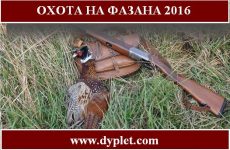 Охота на фазана 2016 видео