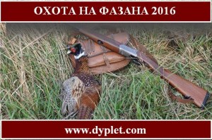 Охота на фазана 2016 видео