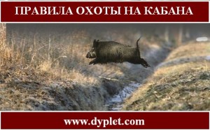 Правила охоты на кабана