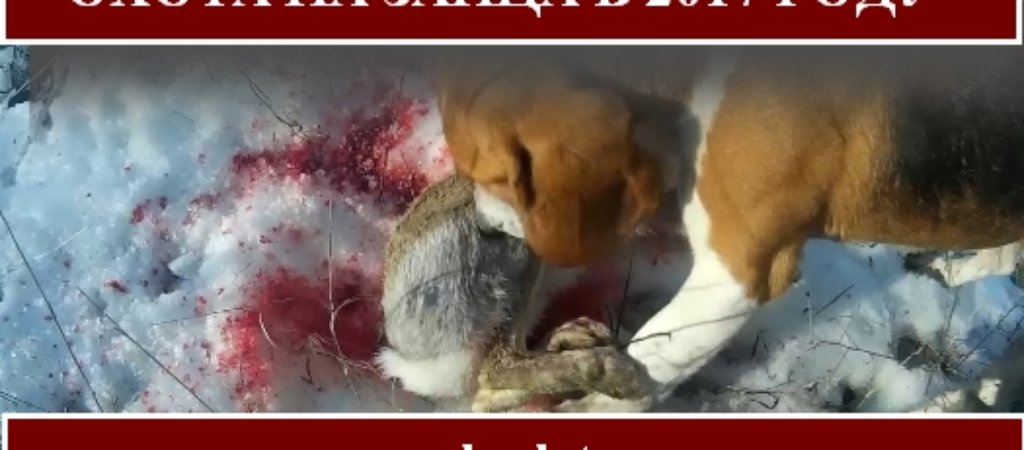 Охота на зайца 2017