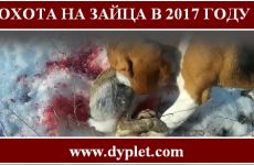 Охота на зайца 2017