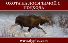 Охота на лося зимой с подхода