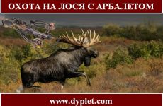 Охота на лося с арбалетом