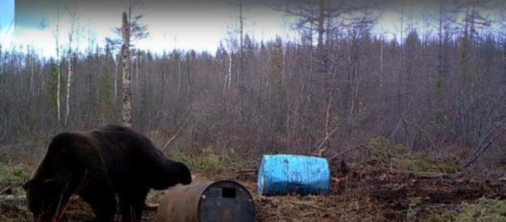 Охота на медведя на приваде