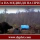 Охота на медведя на приваде