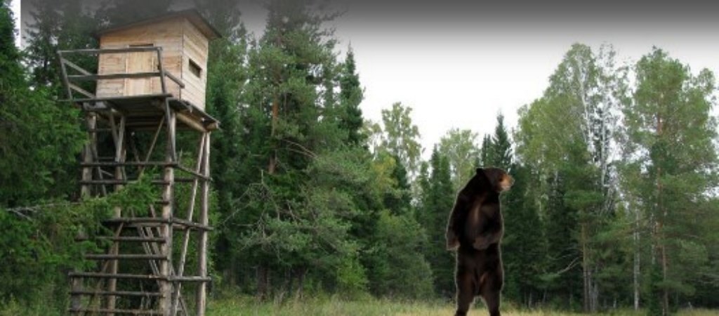 Охота на медведя с вышки