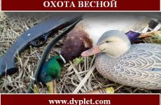 Охота весной. Популярные и разрешённые способы