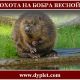 Охота на бобра весной
