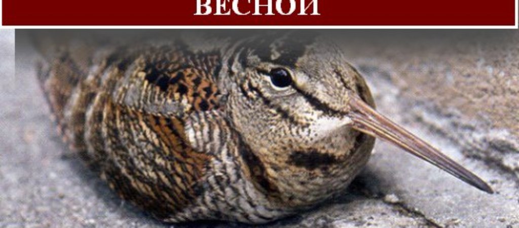 Охота на вальдшнепа весной