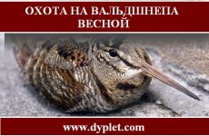 Охота на вальдшнепа весной