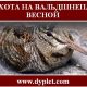 Охота на вальдшнепа весной