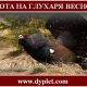 Охота на глухаря весной
