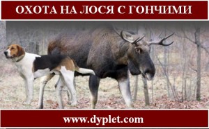 Охота на лося с гончими