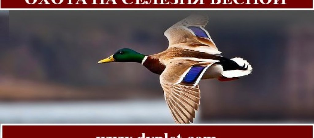 Охота на селезня весной