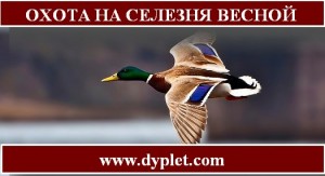 Охота на селезня весной