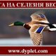 Охота на селезня весной