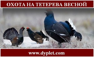 Охота на тетерева весной