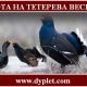 Охота на тетерева весной