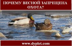Почему весной запрещена охота?