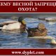 Почему весной запрещена охота?