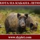 Охота на кабана летом. Самые эффективные способы