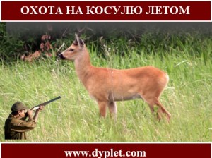Охота на косулю летом