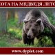 Охота на медведя летом. Какой способ применить?