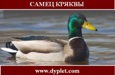 Самец кряквы. Яркие признаки отличия