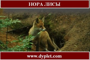 Нора лисы