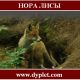 Нора лисы. Всегда ли лиса в ней?