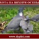 Охота на вяхиря осенью. Несколько практичных способов