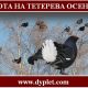 Охота на тетерева осенью. Где и как охотиться?