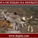 Охота осенью на копытных. Охотимся на кабана, косулю и лося