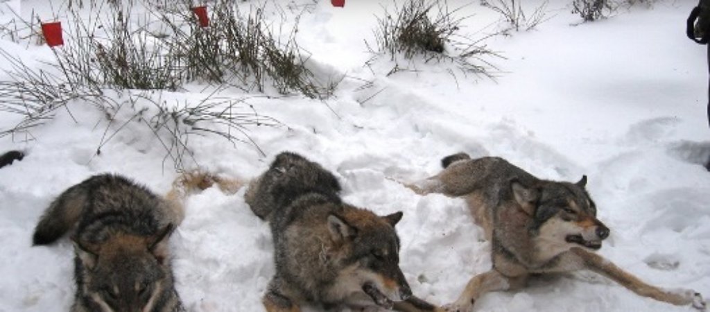 Охота на волка зимой. Как правильно охотиться на волка?