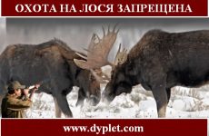 Охота на лося запрещена. Мораторий на 25 лет в Украине