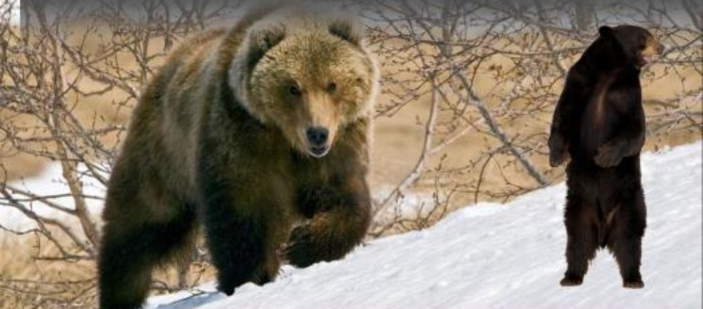 Охота на медведя зимой. Как нужно охотиться?