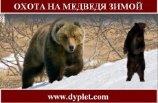 Охота на медведя зимой. Как нужно охотиться?
