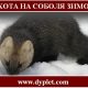 Охота на соболя зимой. Выбираем эффективный способ
