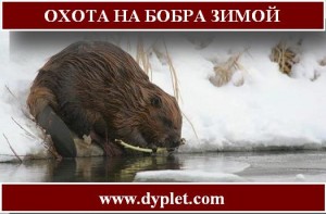 Охота на бобра зимой