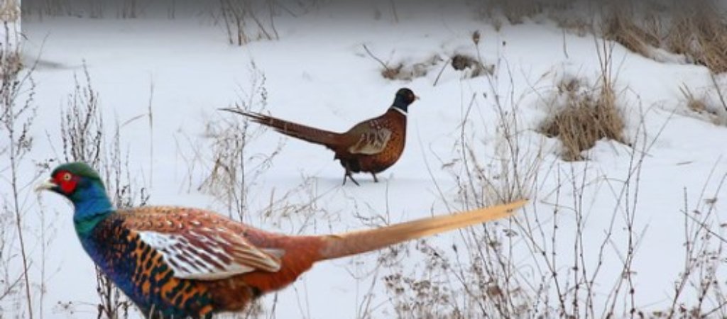 зима охота на фазана