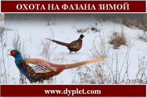 Охота на фазана зимой