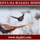 Охота на фазана зимой. Тонкости и особенности
